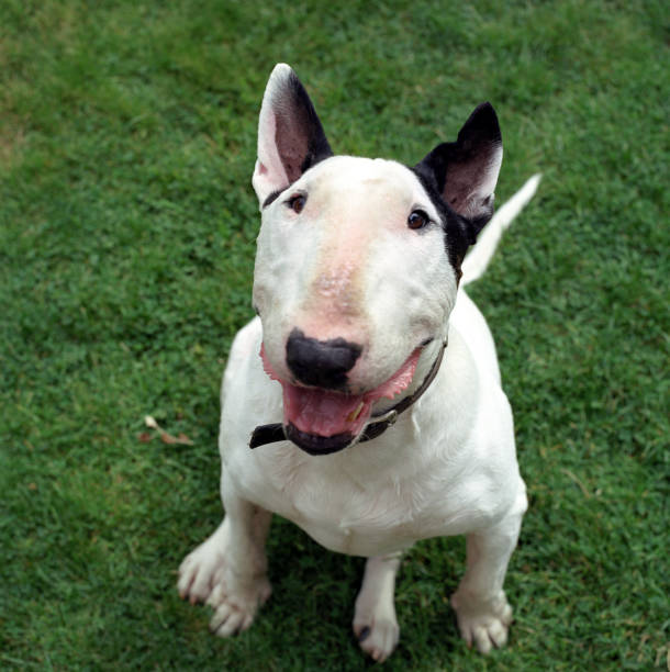 istock English Bull Terriers 2154374510