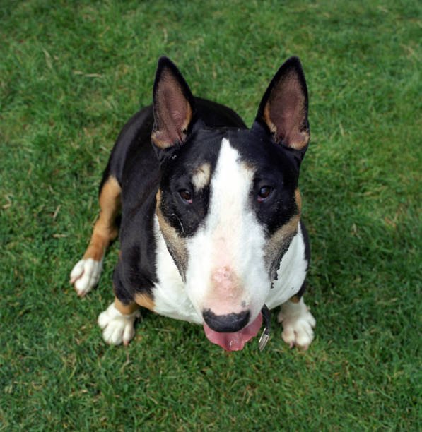 istock English Bull Terriers 2154374511