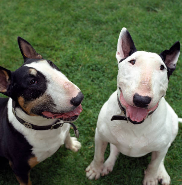 English Bull Terriers in the garden on green grass