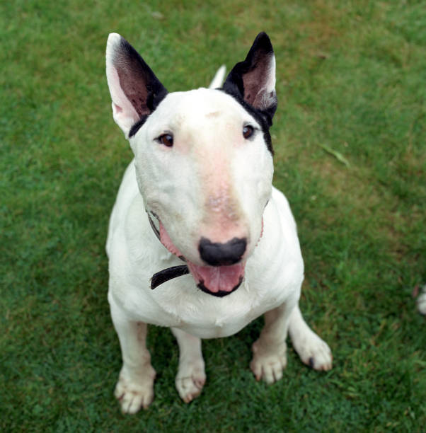 istock English Bull Terriers 2154374514