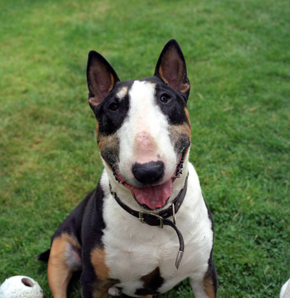 istock English Bull Terriers 2154374523
