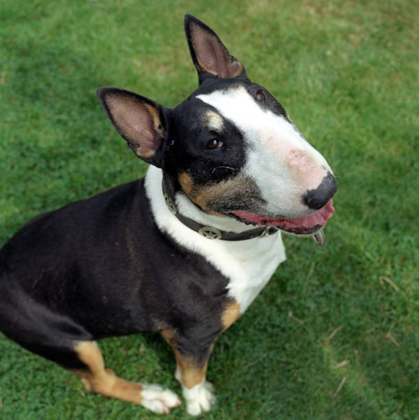 istock English Bull Terriers 2154374524