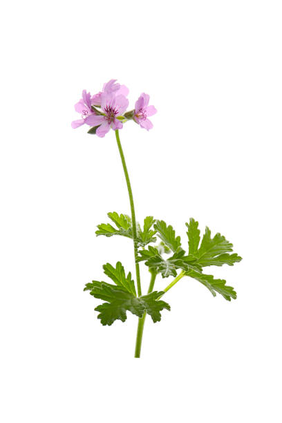istock pink flowers of rose geranium on a white background 2154378145
