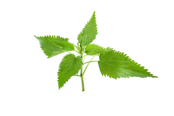 istock fresh leaves of nettle on a white background 2154378851