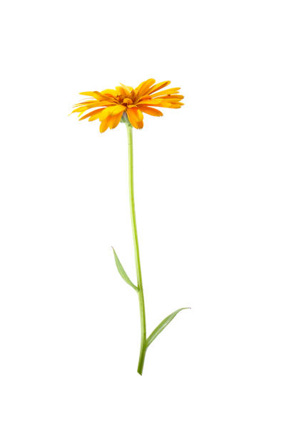 orange flowers of calendula isolated on a white background