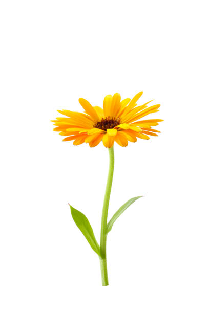 istock orange flowers of calendula on a white background 2154379126