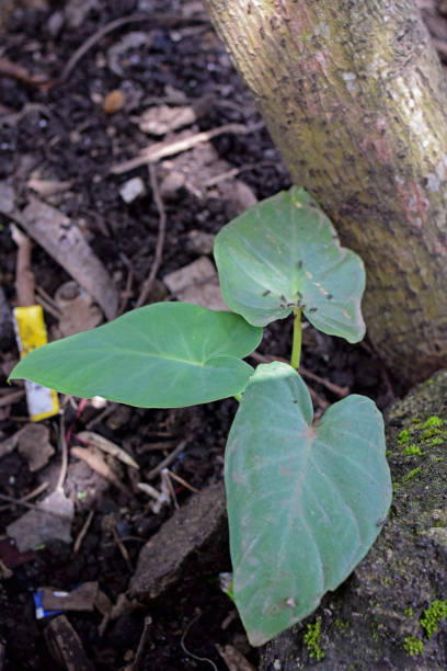 istock small shoots of taro plants 2154379128