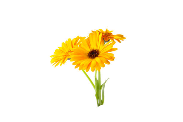 istock orange flowers of calendula on a white background 2154379135