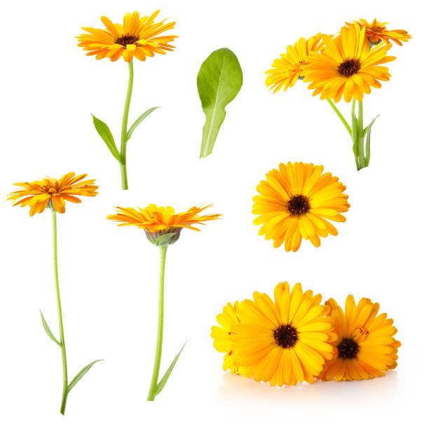 orange flowers of calendula isolated on a white background