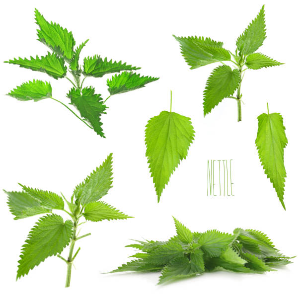 fresh leaves of nettle isolated on a white background