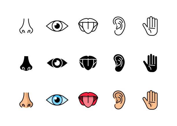 1,000+ Stop Look Listen Stock Photos, Pictures & Royalty-Free