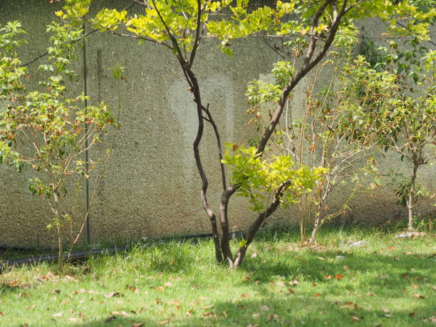 Brown trees, leaves and green grass and gray, white and light cement are used as the background.