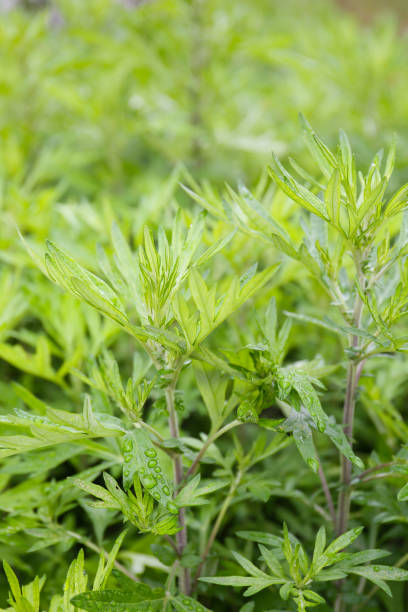 istock botanical background of mugwort plant 2154384700