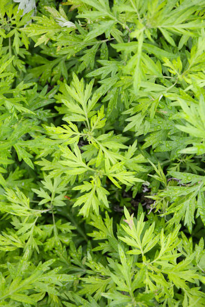 istock botanical background of mugwort plant 2154384780