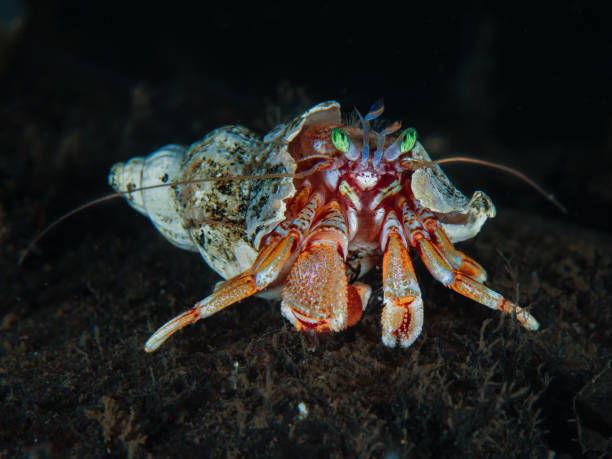 istock Green-eyed hermit crab 2154388026