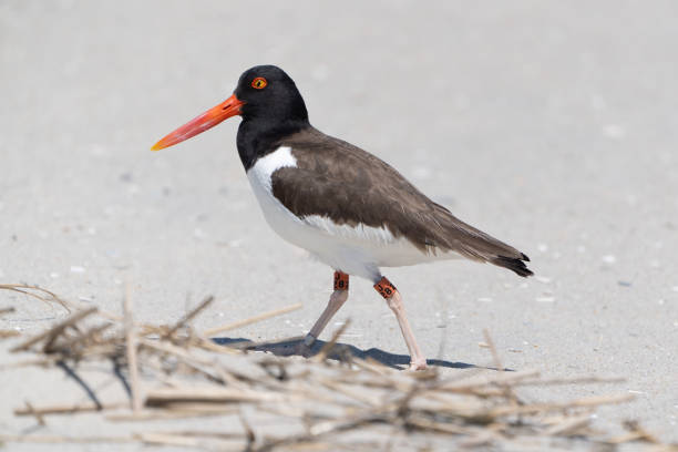 istock American Oystercatcher Walking on Beach 2154388613