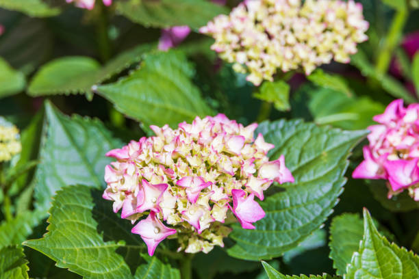 istock Colorful hydrangeas fill the flower bed. bigleaf hydrangea , French hydrangea , Lacecap hydrangea , mophead hydrangea, Hydrangea macrophylla 2154388871
