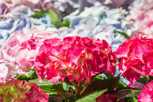 Colorful hydrangeas fill the flower bed. bigleaf hydrangea , French hydrangea , Lacecap hydrangea , mophead hydrangea, Hydrangea macrophylla