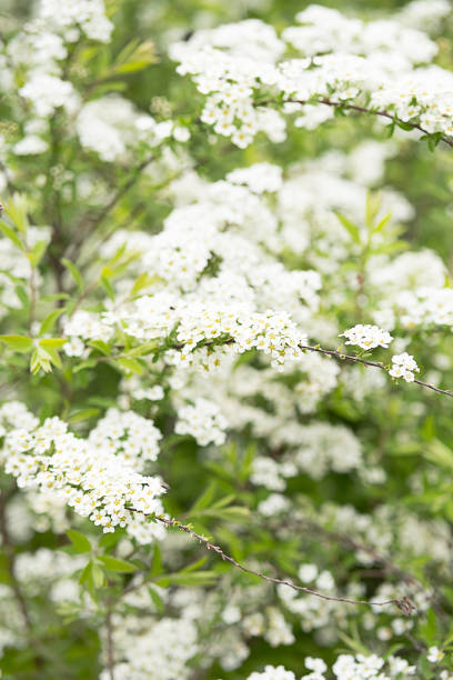 istock Spring blossom by tender white flowers. 2154390501