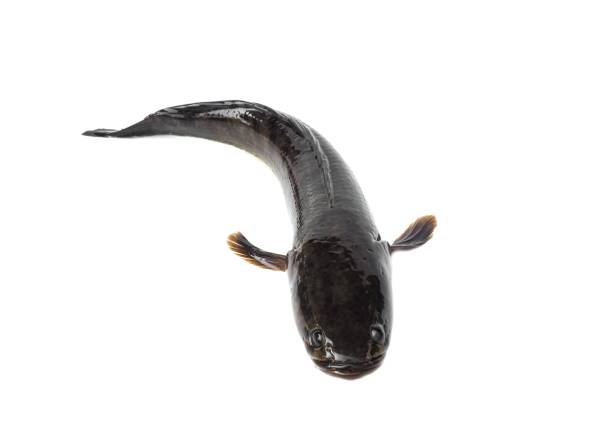 istock Large, fresh, not dead snakehead fish placed isolated on a white background. 2154390651
