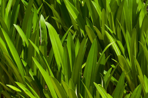 Close up shot of light, green leaves in background style and horizontal frame