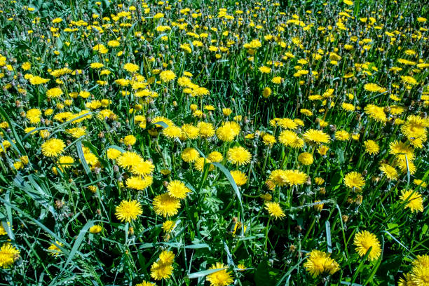 istock bright yellow blooming dandelions on a green natural background 2154392721