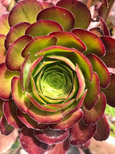 istock Close-up of a symmetrical houseleek: detailed pattern from above 2154393149