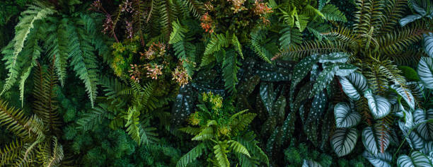 istock Group of dark green tropical leaves background. 2154394129