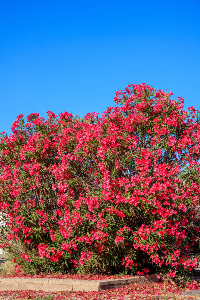 istock Blossoming Crown of Red oleander in Spring 2154394145