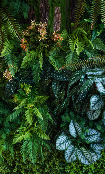 istock Group of dark green tropical leaves background. 2154394163