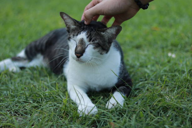 istock Cat in the garden 2154394223