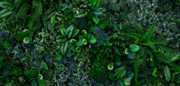 istock Group of dark green tropical leaves background. 2154395224