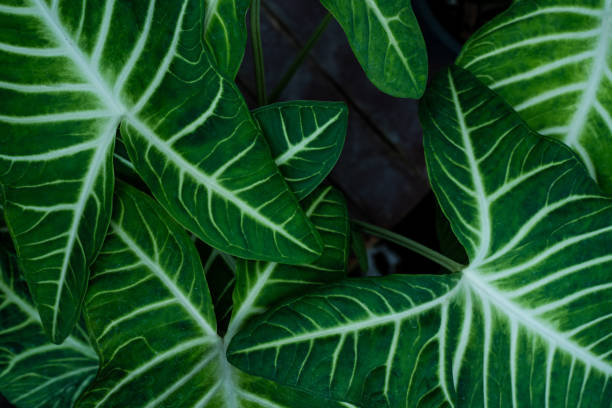 istock closeup nature view of green leaf texture. 2154395384