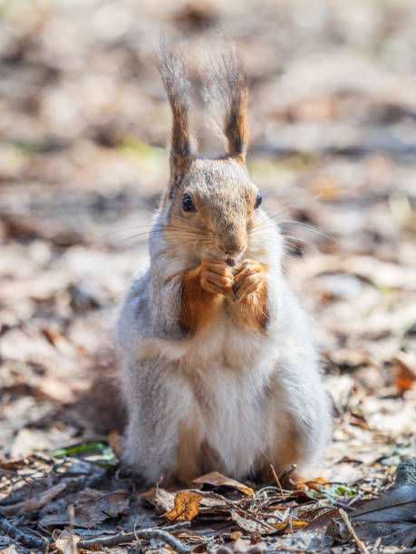 istock Squirrel in autumn or spring with nut on the green grass with fallen yellow leaves 2154395770