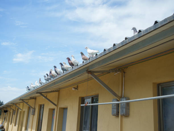 istock Pigeon standing on the house 2154396638