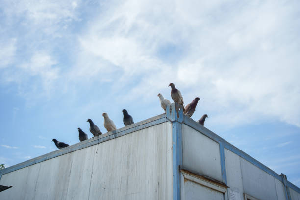 Pigeon standing on the roof