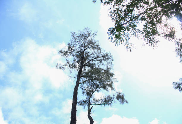 Tall pine trees on the top of the mountain
