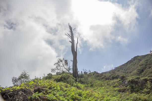 istock large dry tree with no leaves grows on top of the mountain 2154397312