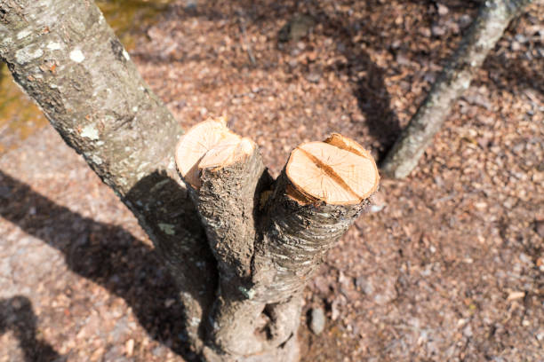 Cross section of the cut cherry tree trunk