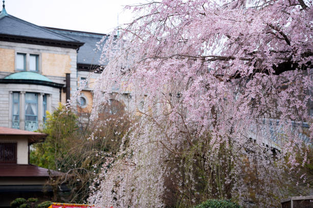 istock Higashiyama Ward, Kyoto in spring 2154399114