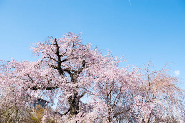 istock Higashiyama Ward, Kyoto in spring 2154400180