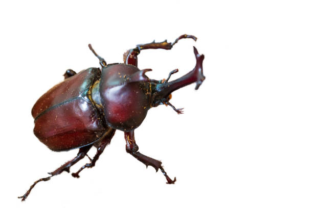 istock Male beetle on a white background 2154400220