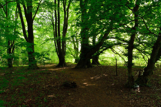 istock Shadows of trees in a magical forest 2154400593