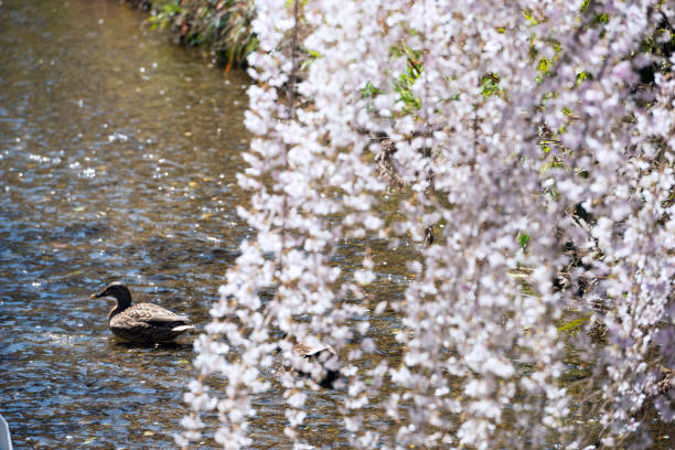 istock Kiyamachi, Kyoto in spring 2154400805