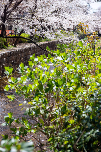 istock Kiyamachi, Kyoto in spring 2154400816