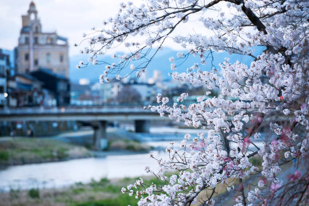 istock Kamogawa River in Kyoto in spring 2154400956
