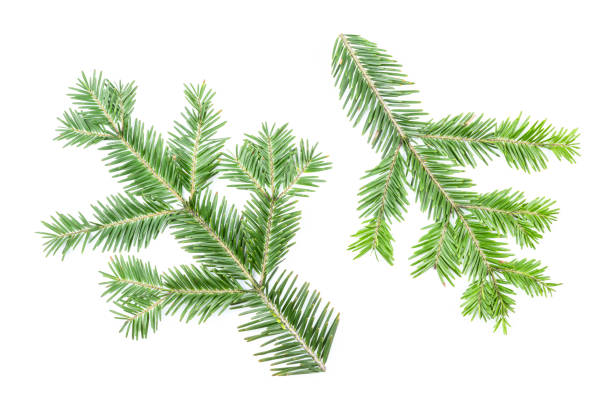 istock Green fir branches isolated on white background. Item for packaging, design, mockup. 2154402063