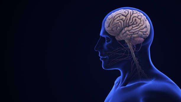 Multi colored and connected lines shaped of human brain symbolizing neural connections in brain and artificial intelligence. (3d render)