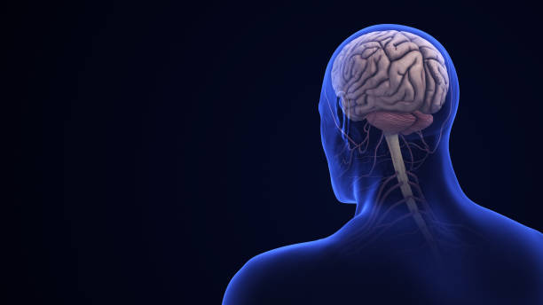 istock Human Brain Anatomy with Highlighted Cerebellum 2154402579