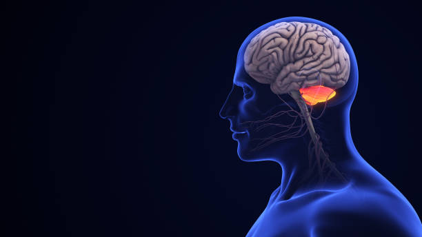 istock Human Brain Anatomy with Highlighted Cerebellum 2154402597
